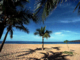 Palm tree