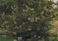 Bush - original aspect ratio