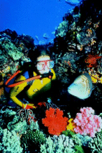 Scuba diver with coral and fish